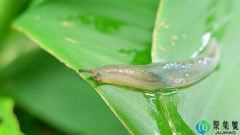 鼻涕虫用什么药能杀死