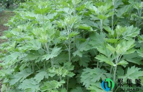 艾草可以放卧室吗