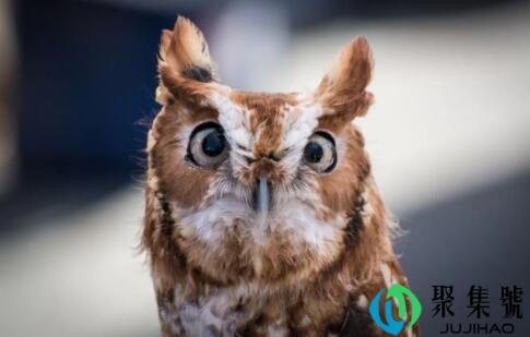 猫头鹰的耳朵能随意转动吗