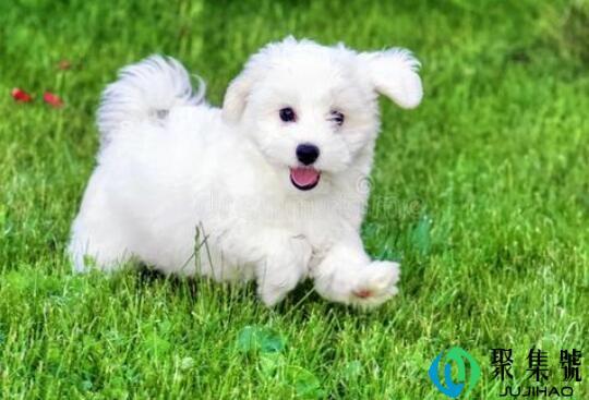 狗狗能吃猕猴桃