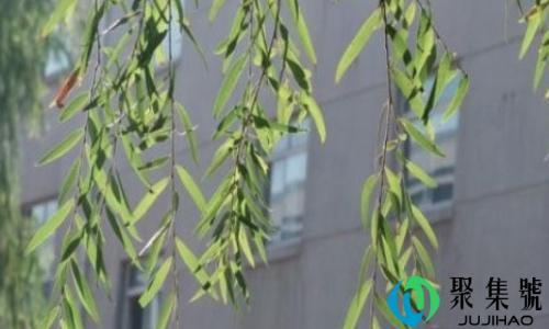 柳枝泡水多久才能浇花