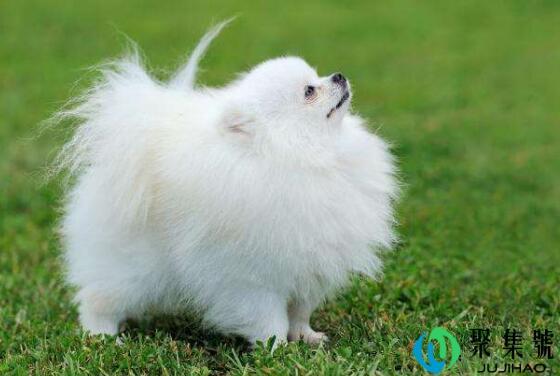 博美生长体重表