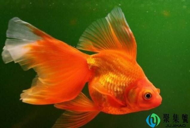 金鱼身长5分米还是5厘米