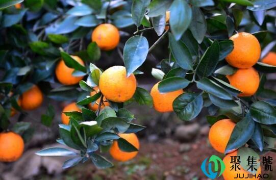 柑橘和橙子的相似和区别