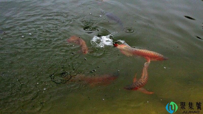 临渊观鱼当护善疾是什么意思