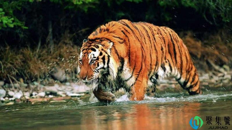 先导片和预告片区别