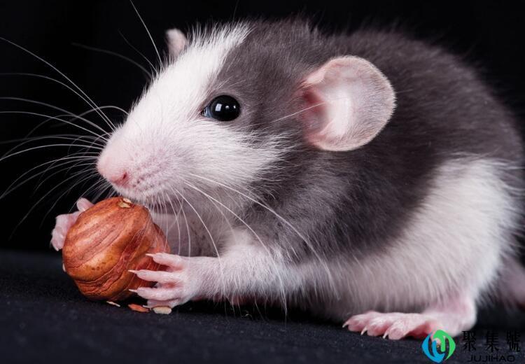 日新月异是指哪个生肖