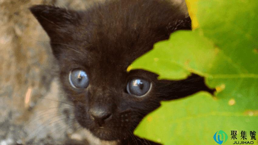 暹罗猫性格怎么样