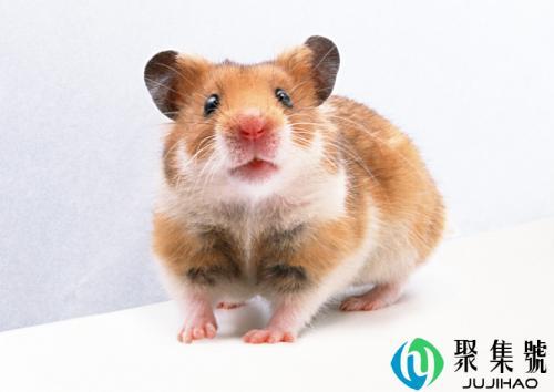 九九归一是什么意思打一生肖