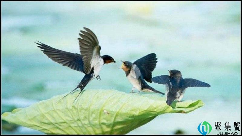 燕子认识主人吗