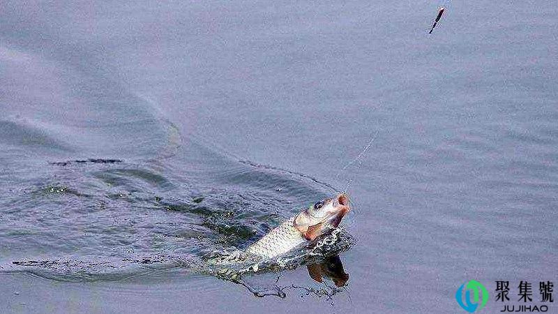 涨水鱼落水虾什么意思