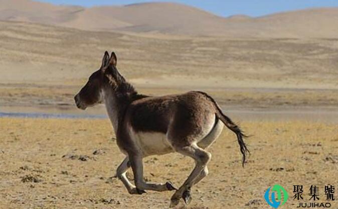 骑马找驴是什么意思