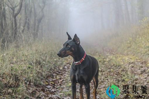 杜宾犬训练方法有哪些