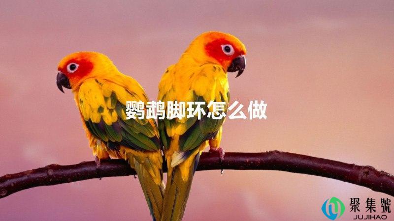 鹦鹉脚环怎么做