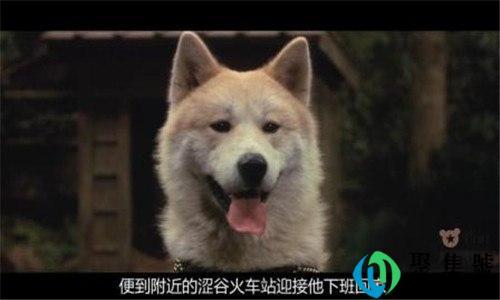 败犬是什么意思-