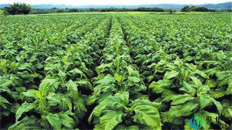 世界无烟日是几月几日