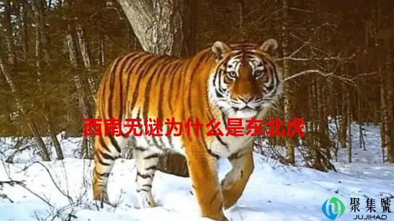 西南无谜为什么是东北虎