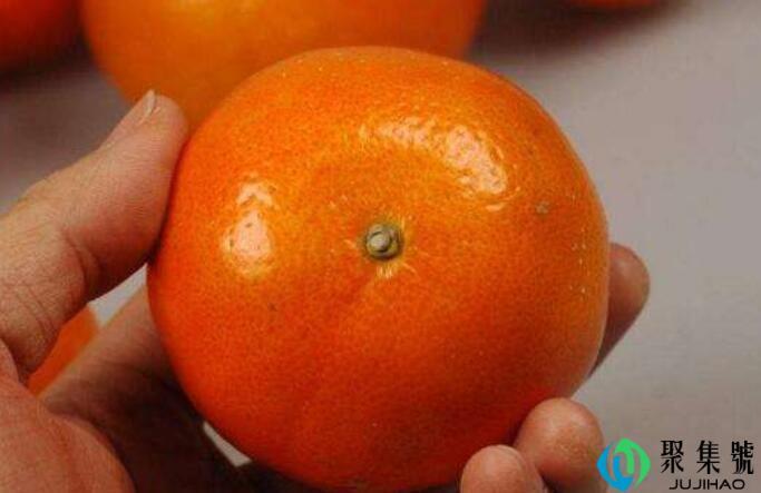 皇帝柑和橙子的区别