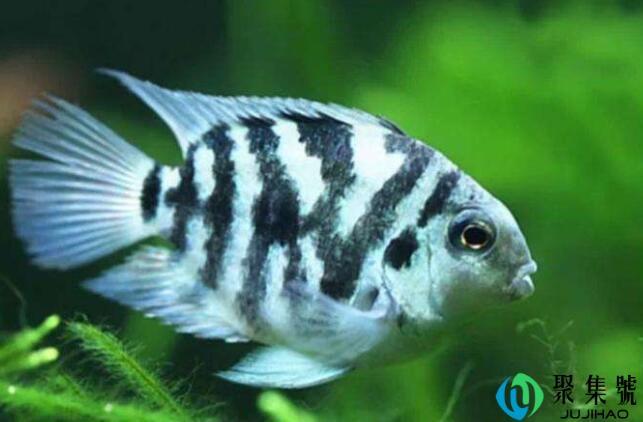 迷你鹦鹉鱼不配对咋办