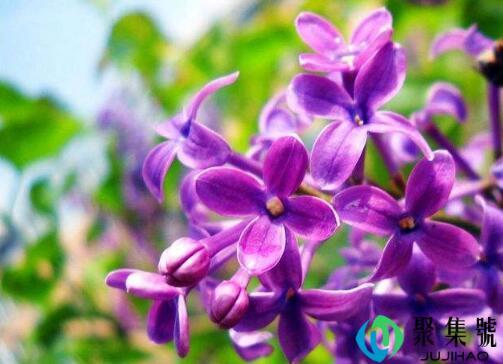 公丁香与母丁香的区别