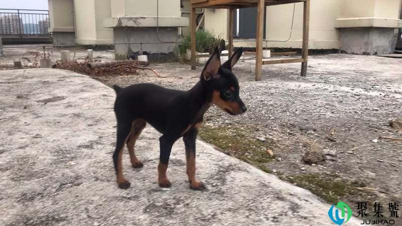 小鹿犬有几种体型