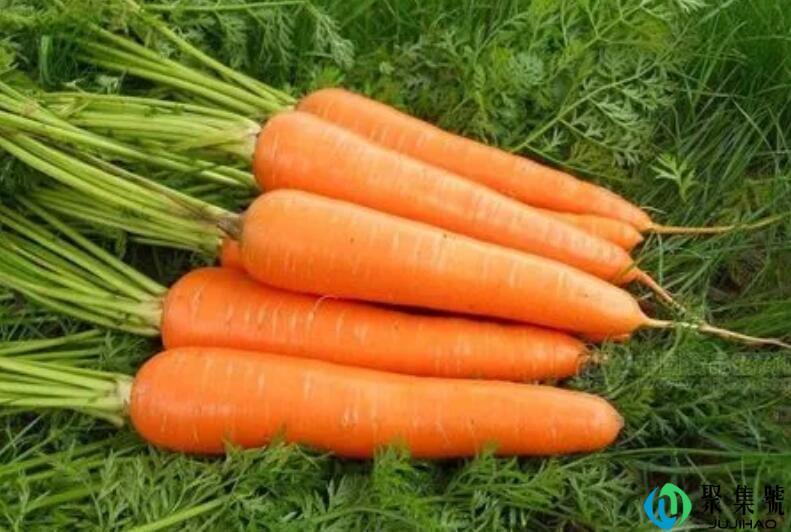 萝卜守心一直在代表什么