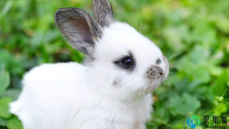 胡萝卜指什么生肖