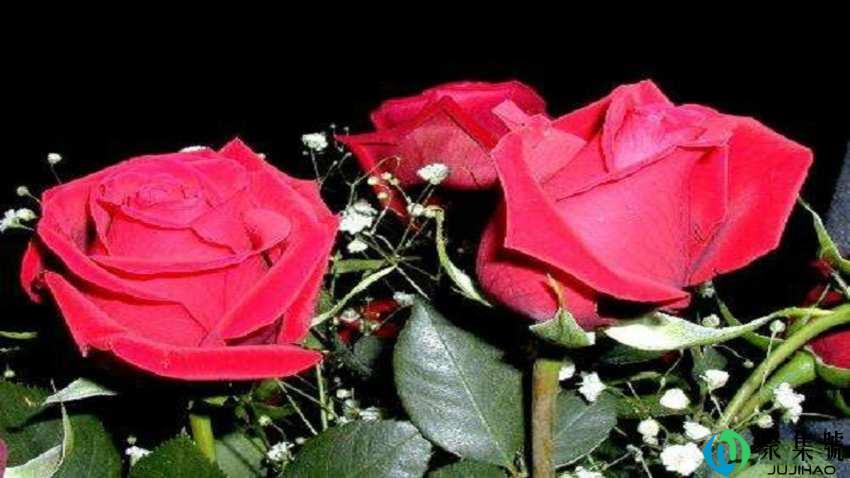 200朵玫瑰代表什么意思