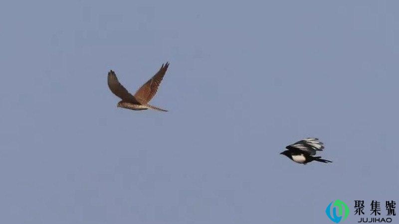 头上拉了鸟屎什么意思
