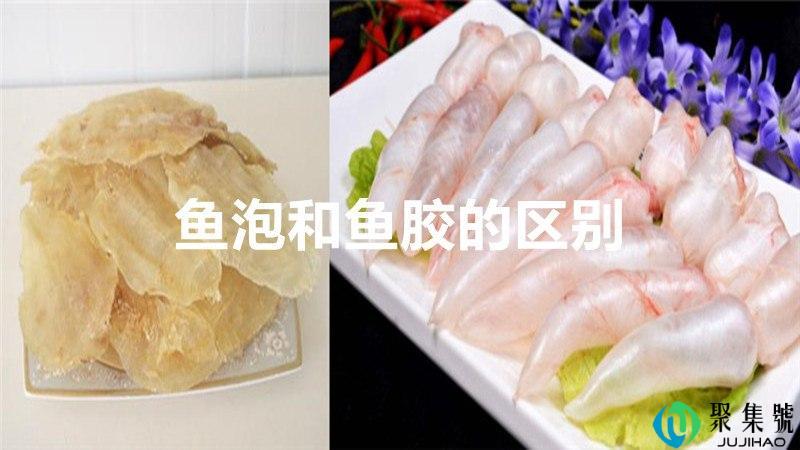 鱼泡和鱼胶的区别
