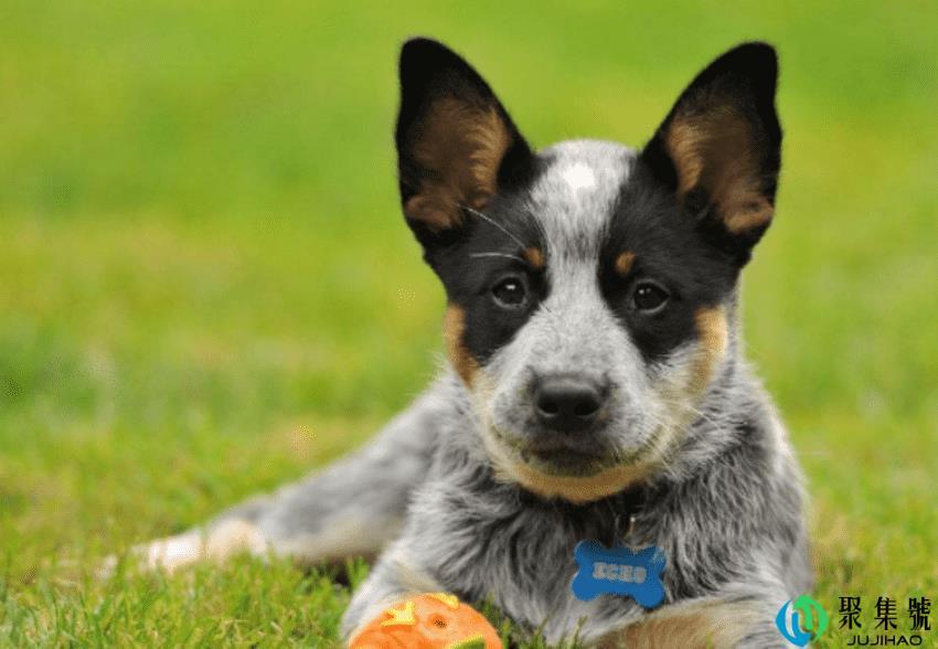 狗狗是人类最好的朋友