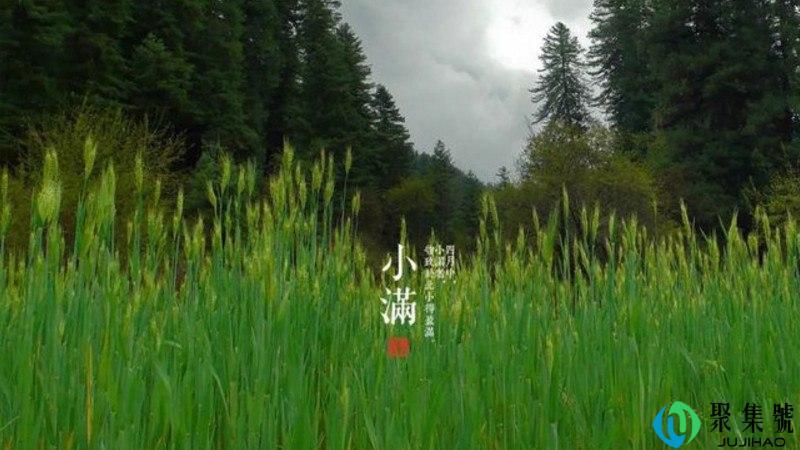 小满节气的特点和风俗