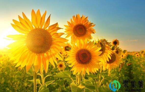 向日葵的微笑什么意思