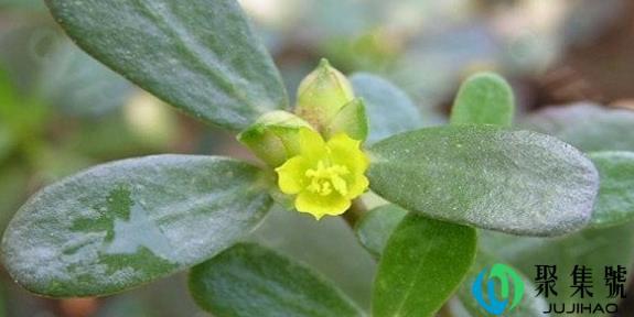 马齿苋什么时候有