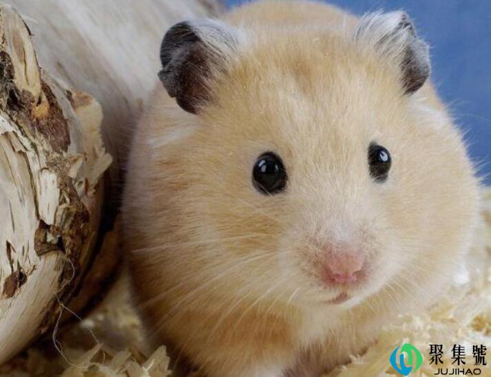 欲钱买水落石出的生肖