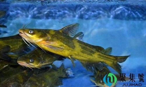 鱼扣是鱼的什么部位