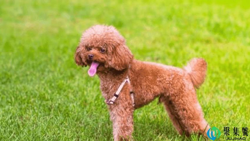 体型最小的狗有哪些