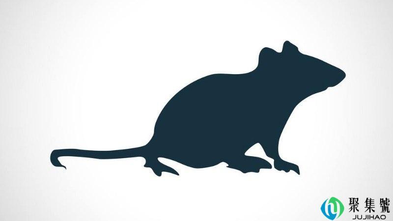 鸡鸣狗盗指什么动物