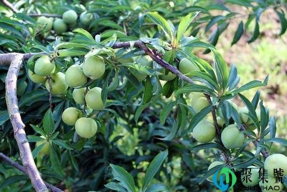 脱骨李和青脆李的区别