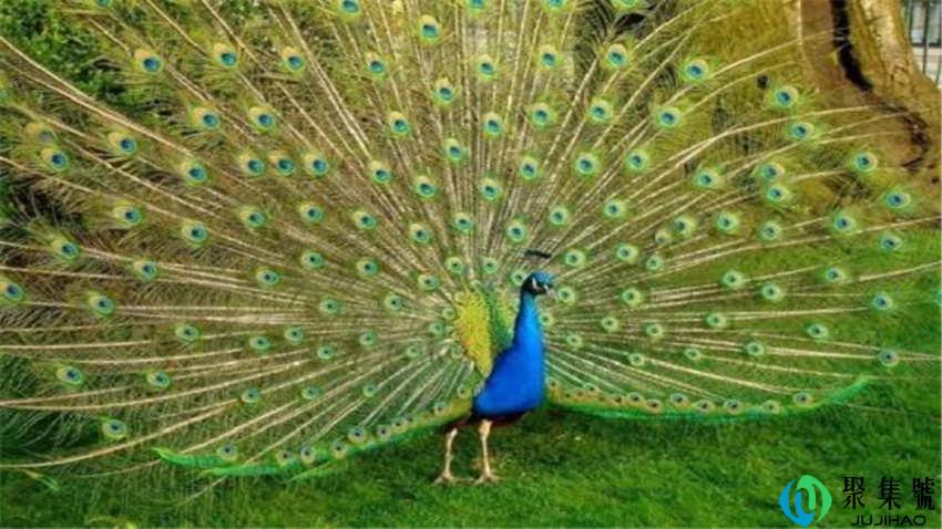 孔雀翎雨族来历