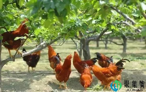 家鸡靠什么认主人