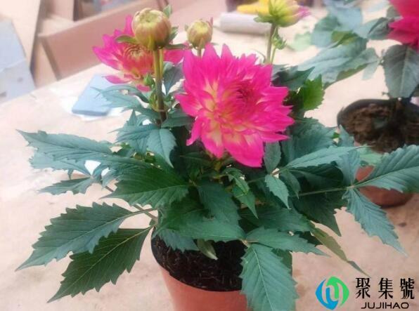 大丽花耐寒多少度