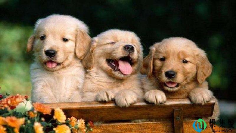 门代表什么动物