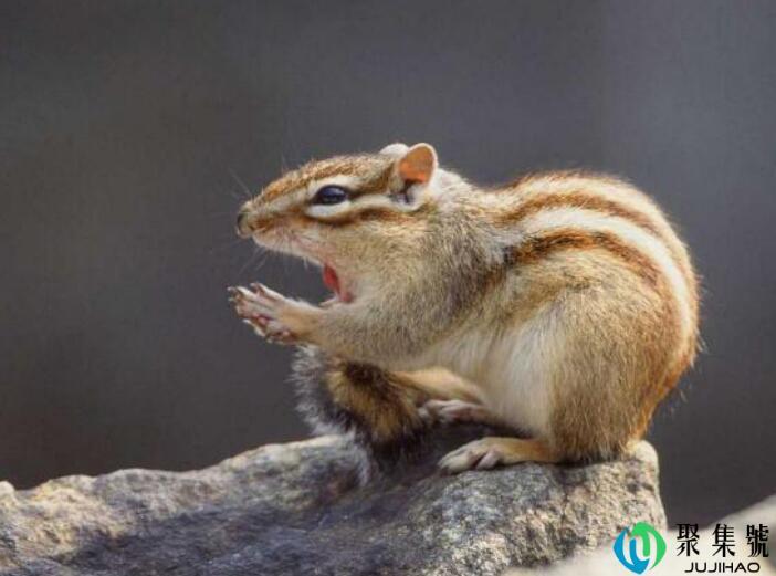 欲钱买享子是什么生肖