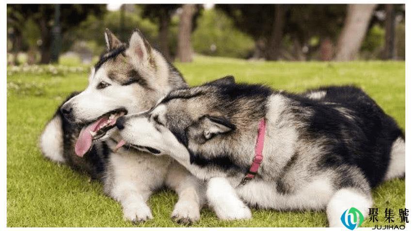 狗假孕现象会维持多久