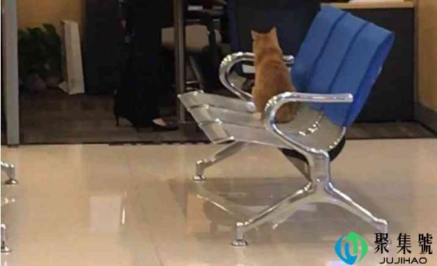 橘猫到银行上班，行长忍不住撸了一把，橘猫：摸一下要收利息的！