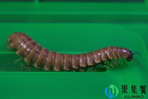 千足虫有多少条腿