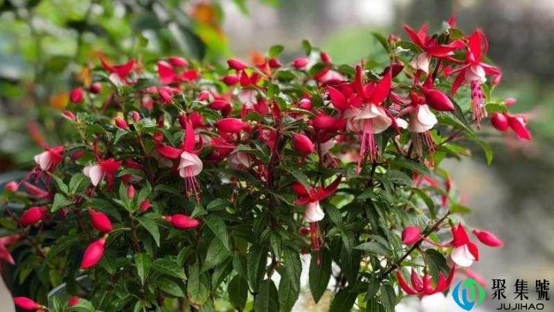 倒挂金钟耐寒多少度