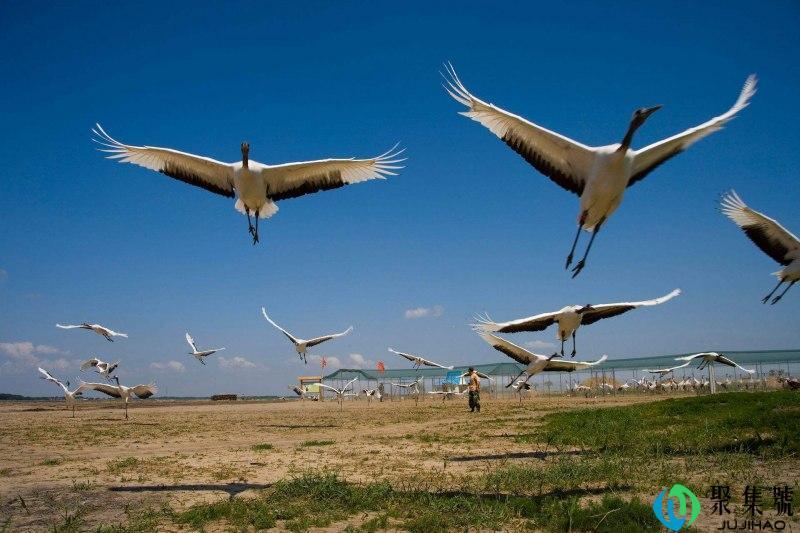 齐齐哈尔七区九县有哪些