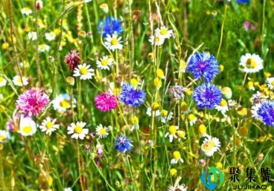 flowers是什么意思